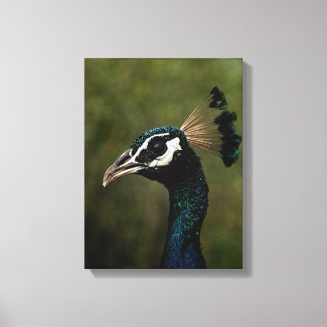 Profile of Peacock  Canvas Print (Front)
