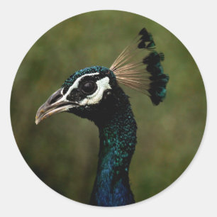 Profile of Peacock Classic Round Sticker
