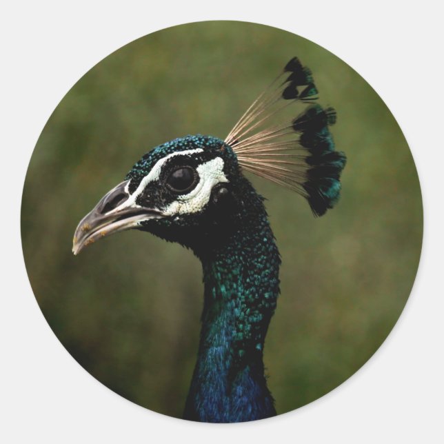 Profile of Peacock  Classic Round Sticker (Front)