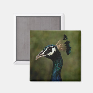 Profile of Peacock Magnet