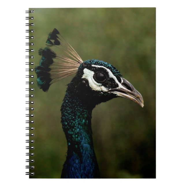 Profile of Peacock  Notebook (Front)