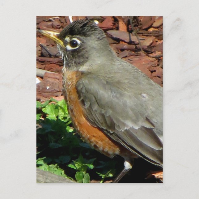Profile Of Robin Postcard (Front)