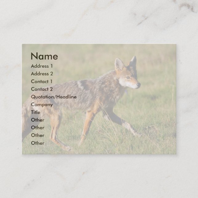 profile or business card, coyote card (Front)