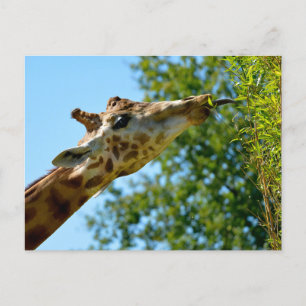Profile portrait of giraffe eating leaf holiday postcard