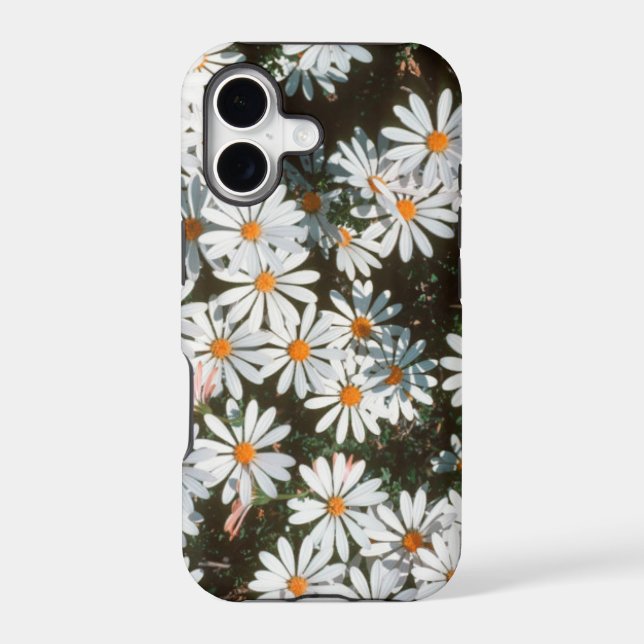 Profusion Of White Daises (Asteraceae) (Back)