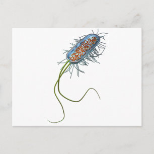 Prokaryotic cell postcard