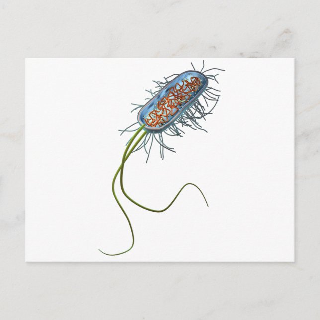 Prokaryotic cell postcard (Front)