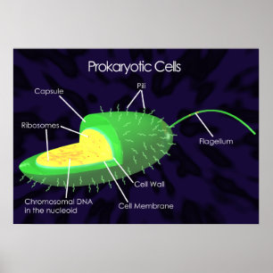 Prokaryotic Cells Diagram Poster