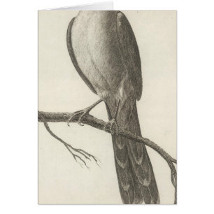 Promerops or Bee Eater of California