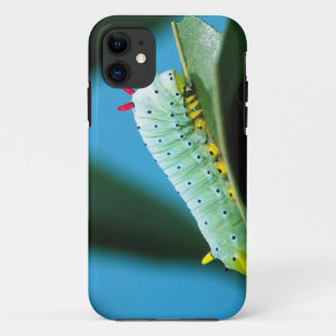 Prometheus Moth Caterpillar, Callosamia iPhone 11 Case