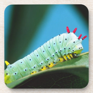 Prometheus Moth Caterpillar, Callosamia Coaster