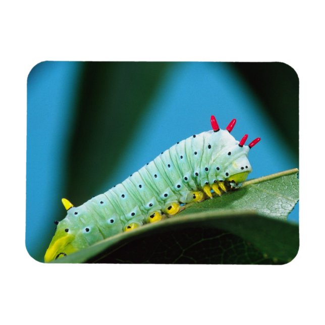 Prometheus Moth Caterpillar, Callosamia Magnet (Horizontal)