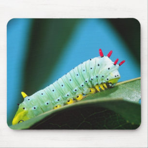 Prometheus Moth Caterpillar, Callosamia Mouse Pad