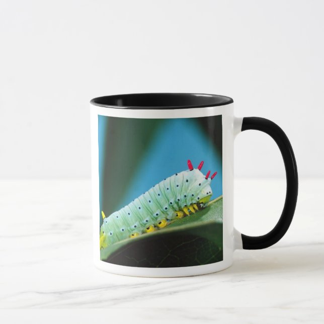Prometheus Moth Caterpillar, Callosamia Mug (Right)
