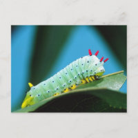 Prometheus Moth Caterpillar, Callosamia