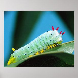 Prometheus Moth Caterpillar, Callosamia Poster