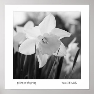 promise of spring daffodil jonquil black and white poster