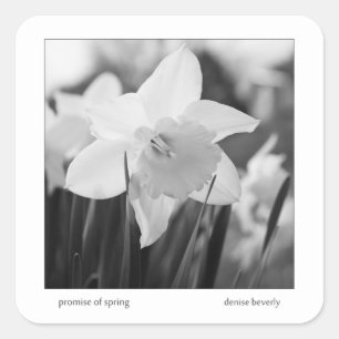 promise of spring daffodil jonquil black and white square sticker