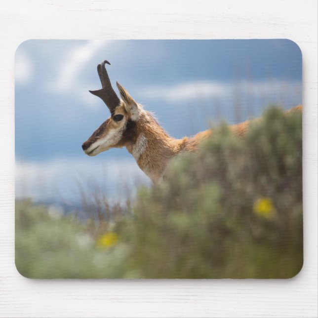 Prong Horn Antelope Mouse Pad (Front)