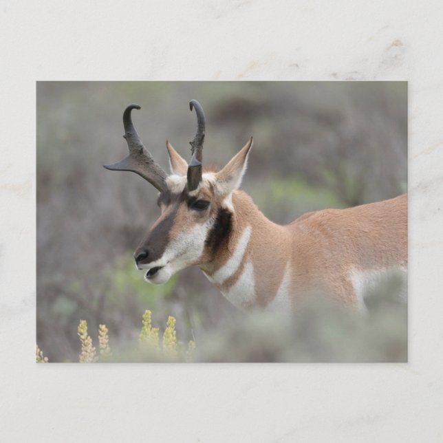 Pronghorn Antelope Buck | Grand Tetons Postcard (Front)