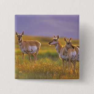 Pronghorn Antelope in Montana 15 Cm Square Badge