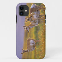 Pronghorn Antelope in Montana
