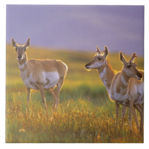 Pronghorn Antelope in Montana Ceramic Tile
