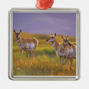 Pronghorn Antelope in Montana Metal Tree Decoration