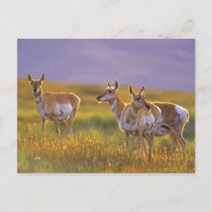 Pronghorn Antelope in Montana Postcard