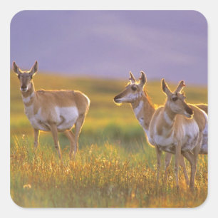 Pronghorn Antelope in Montana Square Sticker