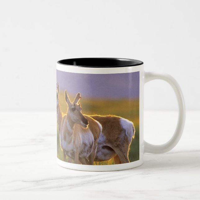 Pronghorn Antelope in Montana Two-Tone Coffee Mug (Right)
