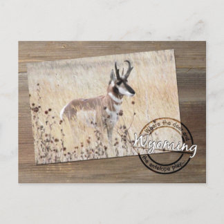 Pronghorn Antelope Photo on Wood - Wyoming WY USA Postcard