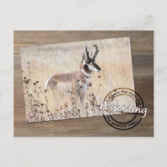 Pronghorn Antelope Photo on Wood - Wyoming WY USA Postcard (Front)