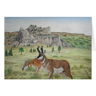 Pronghorn Antelope Wildlife Art