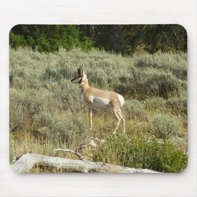 Pronghorn at Grand Teton National Park Mouse Pad (Front)