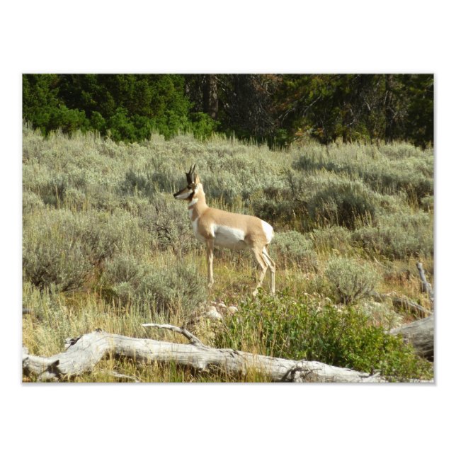 Pronghorn at Grand Teton National Park Photo Print (Front)