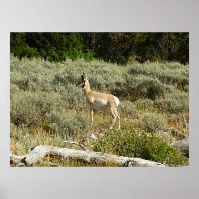 Pronghorn at Grand Teton National Park Poster (Front)