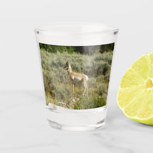 Pronghorn at Grand Teton National Park Shot Glass