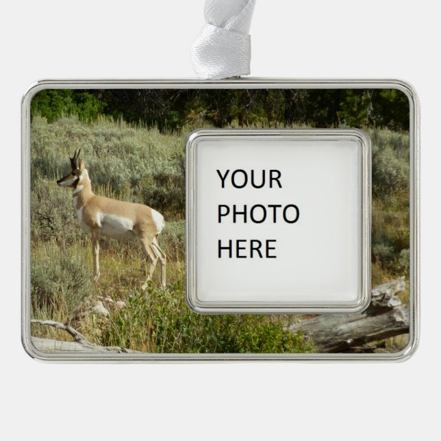 Pronghorn at Grand Teton National Park Silver Plated Framed Ornament (Front)