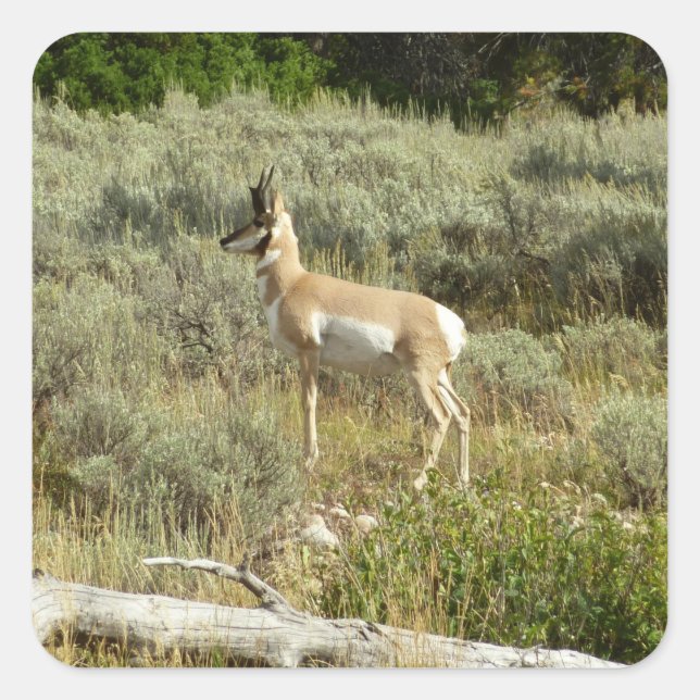 Pronghorn at Grand Teton National Park Square Sticker (Front)