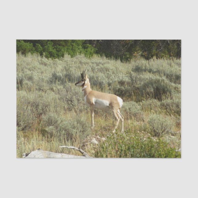 Pronghorn at Grand Teton National Park Tissue Paper (Front)