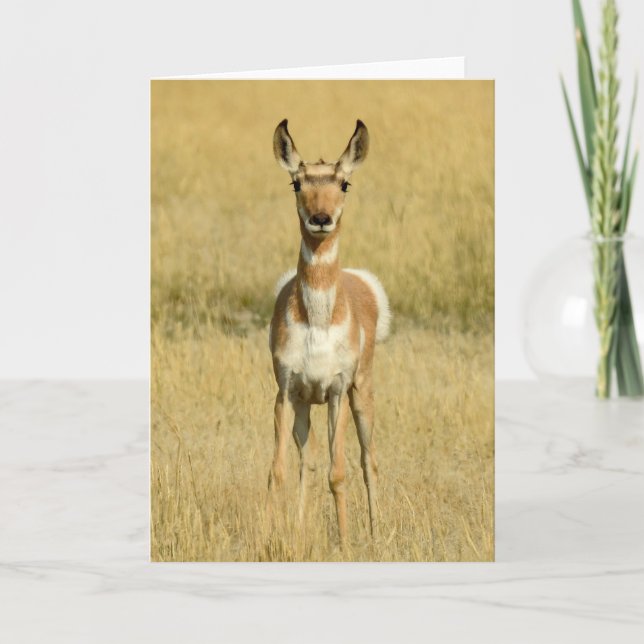 Pronghorn Notecard (Front)
