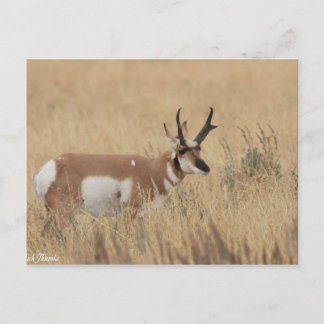 Pronghorn Postcard