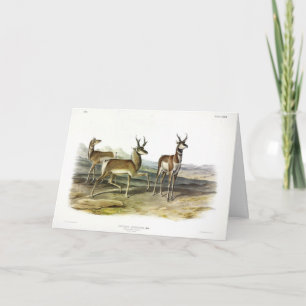Pronghorn (Prong-horned Antelope) by Audubon Card