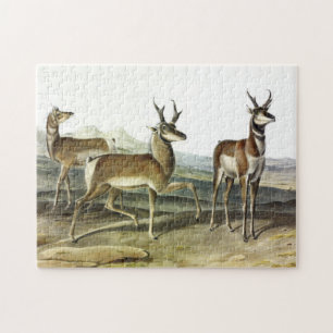 Pronghorn (Prong-horned Antelope) by Audubon Jigsaw Puzzle
