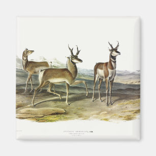 Pronghorn (Prong-horned Antelope) by Audubon Magnet