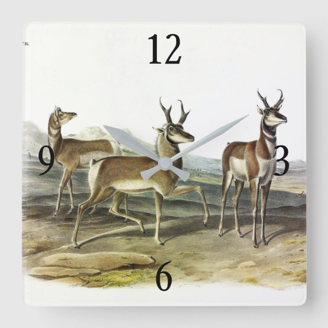 Pronghorn (Prong-horned Antelope) by Audubon Square Wall Clock (Front)