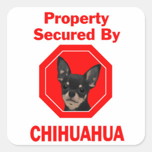 Property Secured by Chihuahua Square Sticker