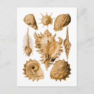 Prosobranchia Postcard