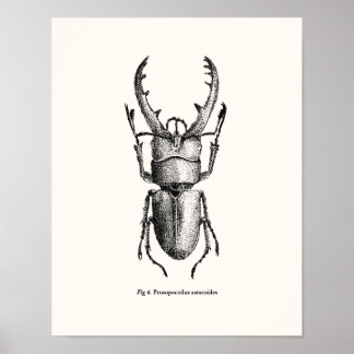 Prosopocoilus astacoides -  giant stag beetle poster